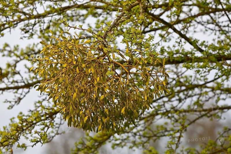 Detailed view of mistletoe in a tree during spring, Peenetal nature park Park, Mecklenburg-Western Pomerania, Germany