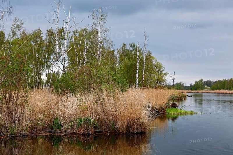 Calm river with reeds, birches and cloudy sky in the background, Peenetal nature park Park, Mecklenburg-Western Pomerania, Germany