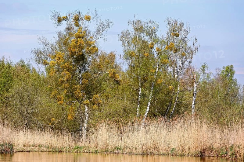 Birch trees with mistletoe and reeds on the banks of a calm body of water, Peenetal nature park Park, Mecklenburg-Western Pomerania, Germany