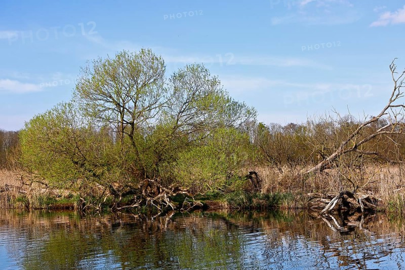 Fallen trees in the riparian region under blue sky, Peenetal nature park Park, Mecklenburg-Western Pomerania, Germany
