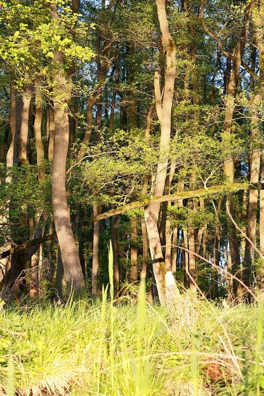 Alder quarry forest in spring, sunlight penetrates the trees in a green forest, Peenetal nature park Park, Mecklenburg-Western Pomerania, Germany