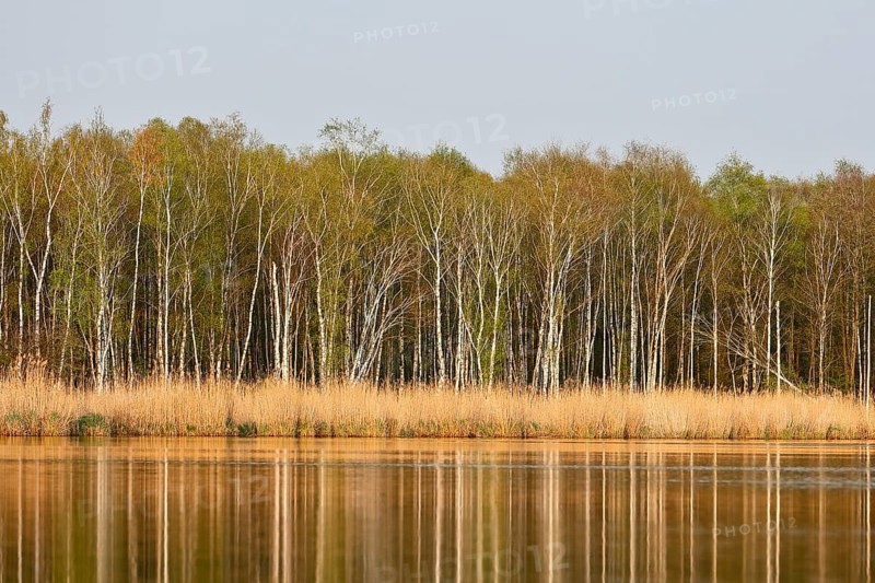 Calm river with reeds and birch forest in the background, Peenetal nature park Park, Mecklenburg-Western Pomerania, Germany