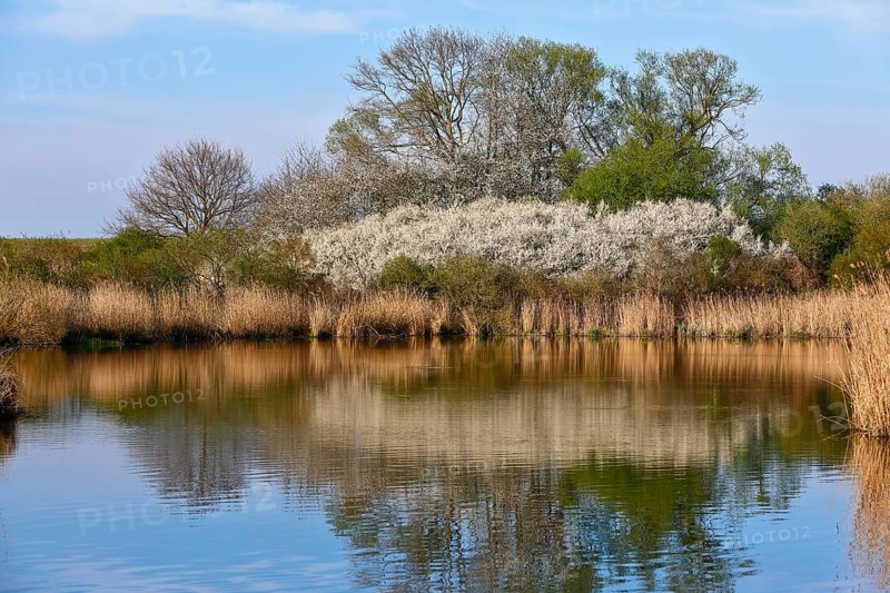 Flowering shrubs and their reflection in a quiet pond, Peenetal nature park Park, Mecklenburg-Western Pomerania, Germany