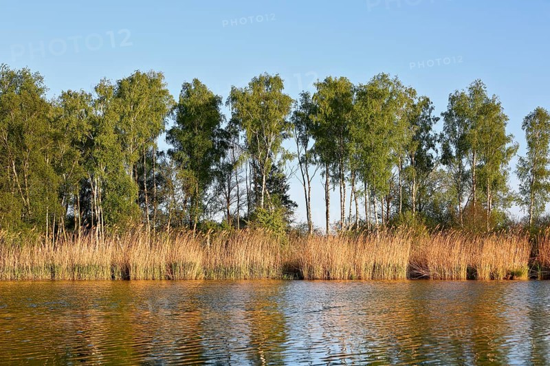 Birch forest on the river under bright blue sky, Peenetal nature park Park, Mecklenburg-Western Pomerania, Germany