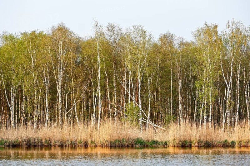 Birch forest with fresh greenery on the banks of a quiet river, Peenetal nature park Park, Mecklenburg-Western Pomerania, Germany