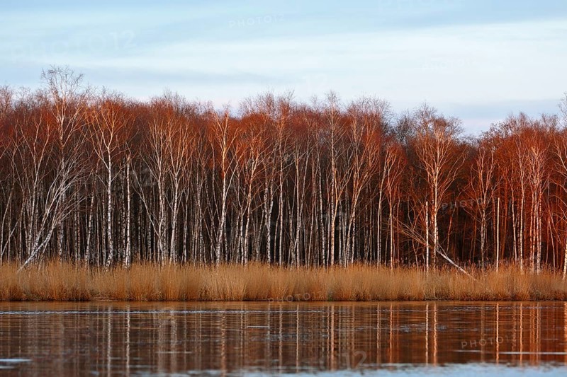 Evening sun dips birch forest and reeds in warm colors on the river, Peenetal nature park Park, Mecklenburg-Western Pomerania, Germany
