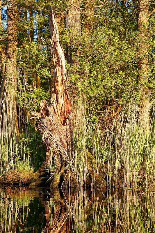 Alder quarry forest in spring, An old tree trunk in a sunny, green forest, Peenetal nature park Park, Mecklenburg-Western Pomerania, Germany