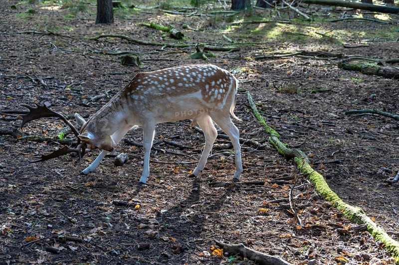 Fallow deer (Dama dama) in an outdoor enclosure in the forest, Mecklenburg-Western Pomerania, Germany