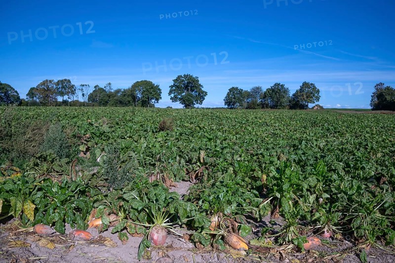 Ripe sugar beets (Beta vulgaris subsp. vulgaris Altissima Group) on the beet field, Othenstorf, Mecklenburg-Western Pomerania, Germany