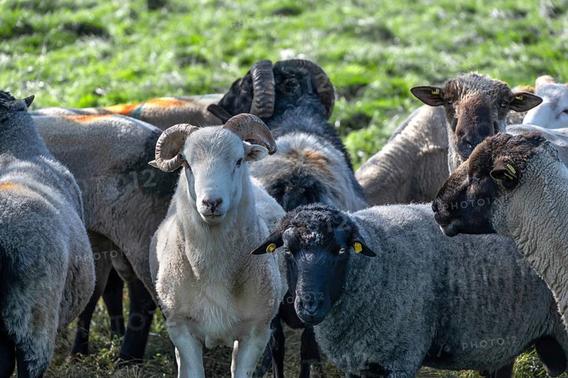 Various sheep breeds (Ovis gmelini) left a rough woolly country sheep, next to it a grey-horned heather and behind it black-headed sheep in the pasture, Othenstorf, Mecklenburg-Western Pomerania, Germany