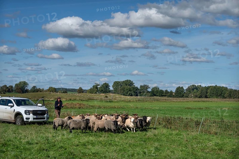 Shepherd brings his sheep together, Othenstorf, Mecklenburg-Western Pomerania, Germany