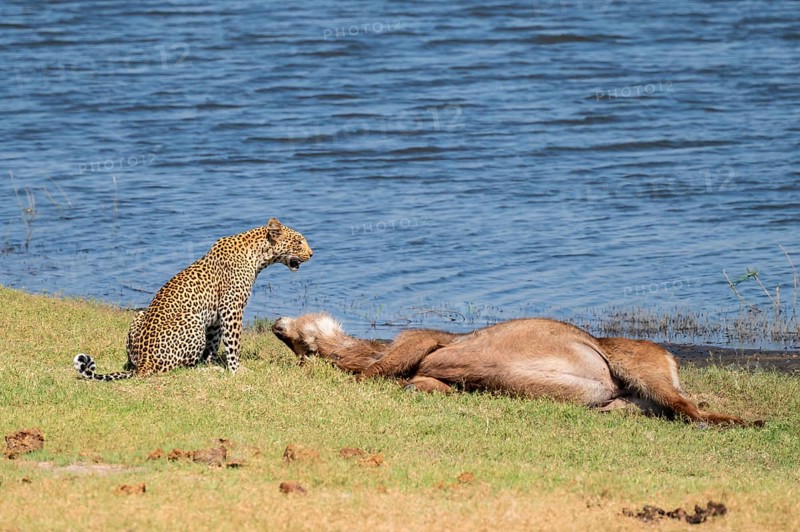 Leopard (Panthera pardus) with kill, waterbuck, Ihaha, Chobe National Park National Park, Botswana