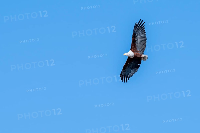 African fish eagle (Icthyophaga vocifer) flying, Ihaha, Chobe National Park National Park, Botswana