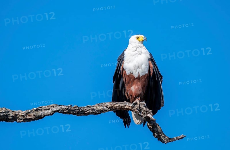 African fish eagle (Icthyophaga vocifer) sitting on dry tree, Ihaha, Chobe National Park National Park, Botswana