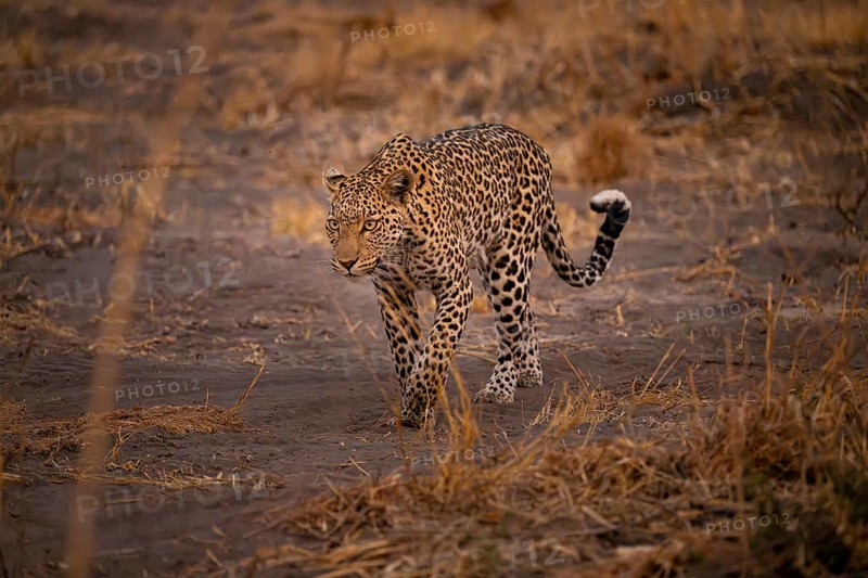 Female, leopard (Panthera pardus) snorting, dry grass, Savuti, Chobe National Park National Park, Botswana
