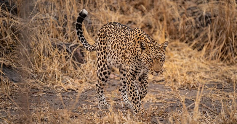 Female, leopard (Panthera pardus) sneaks through dry grass, Savuti, Chobe National Park, Botswana