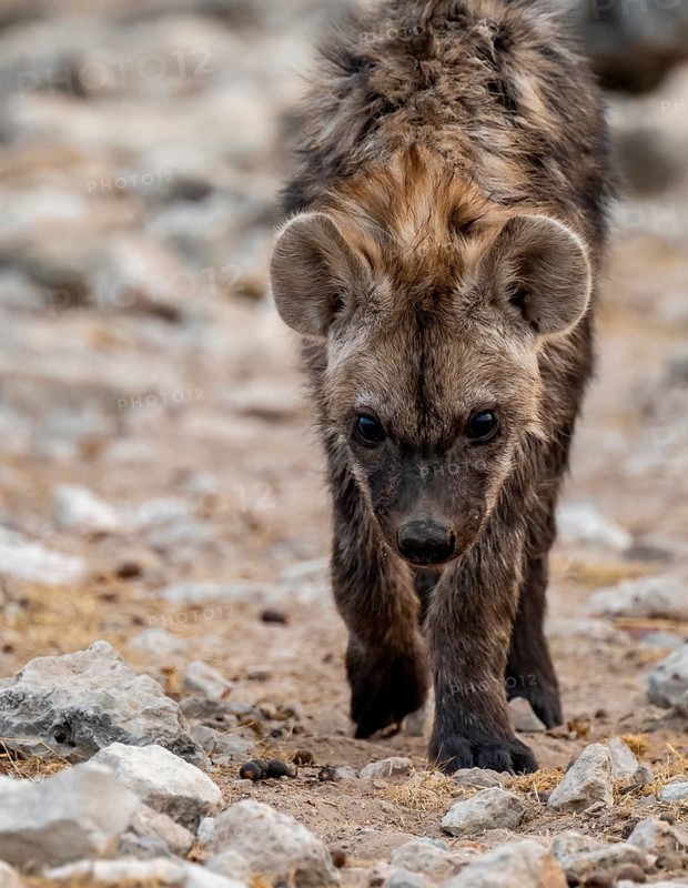 Spotted hyena or spotted hyena (Crocuta crocuta), young animal, Etosha National Park, Namibia