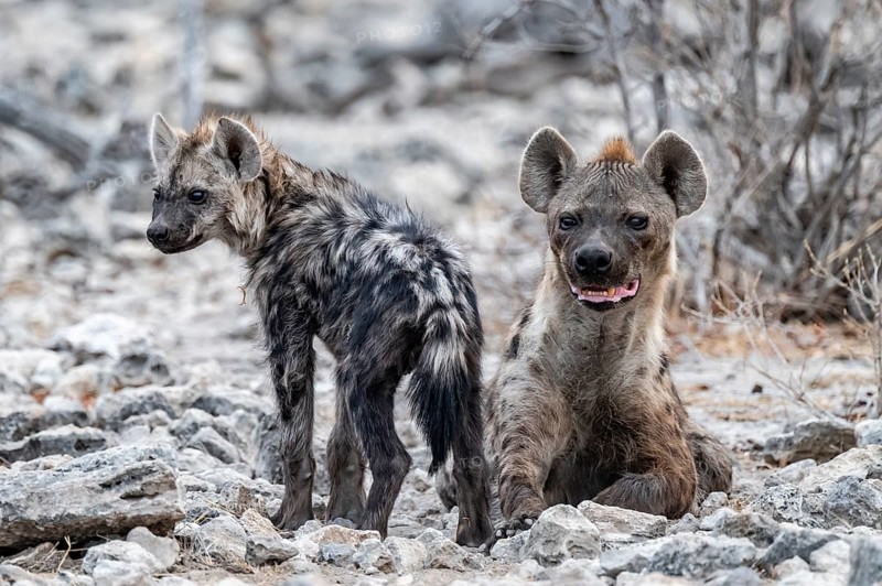 Spotted hyena or spotted hyena (Crocuta crocuta) with young animal, Etosha National Park, Namibia
