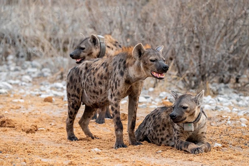Spotted hyena or spotted hyena (Crocuta crocuta) with broadcast collar, Etosha National Park, Namibia