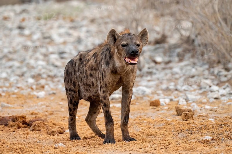 Spotted hyena or spotted hyena (Crocuta crocuta) with two young animals, Etosha National Park, Namibia