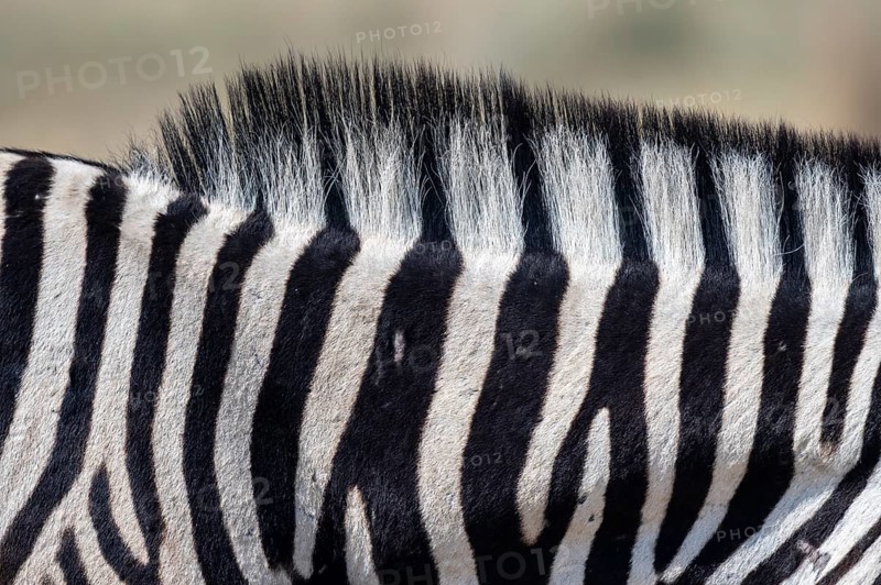 Burchell's zebra (Equus quagga burchellii), pattern, Etosha National Park, Namibia