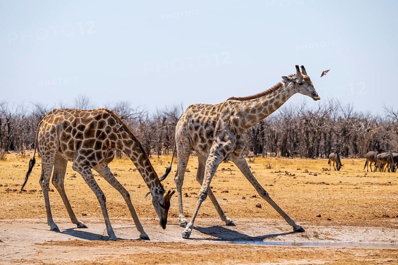 Angola giraffe (Giraffa giraffa angolensis), giraffe drinking at a waterhole, Etosha National Park, Namibia