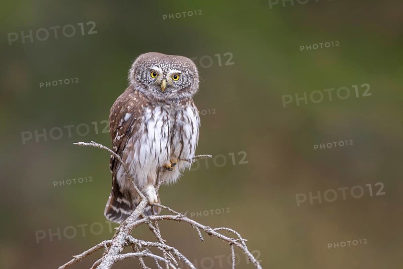 Sparrow owl (Glaucicium passerinum) sitting on the tip of a spruce tree, Pillberg, Pill, Tyrol, Austria