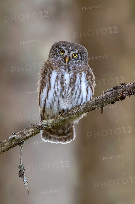 Sparrow owl (Glaucicium passerinum) sitting on a branch, Hausstatt, Weerberg, Tyrol, Austria