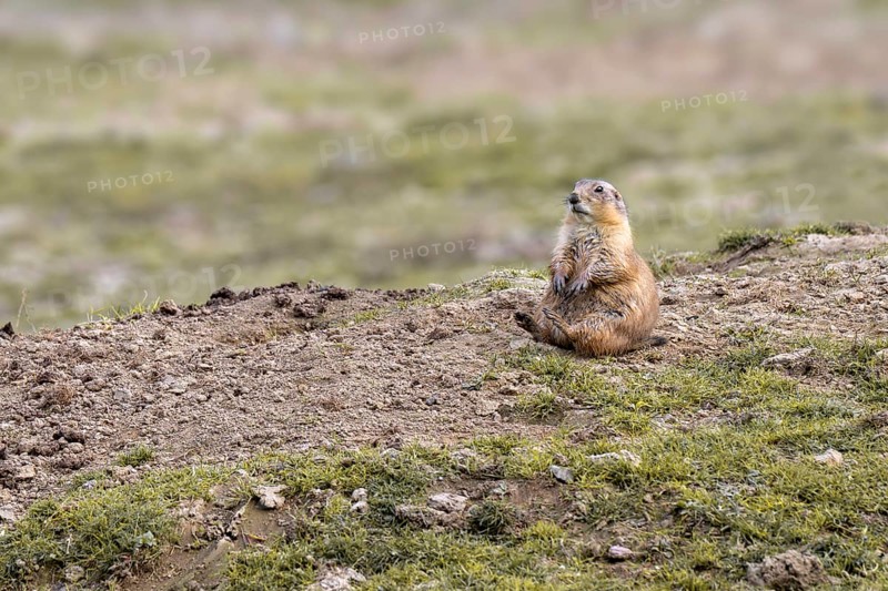 Prairie Dog (Cynomys ludovicianus), Herberstein Wildlife, Herberstein, Styria, Austria