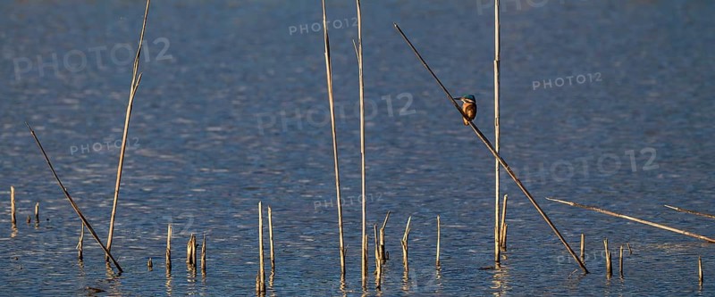 Kingfisher (Alcedo atthis) in reeds, Naturquartier Grosswilfersdorf, Grosswilfersdorf, Styria, Austria