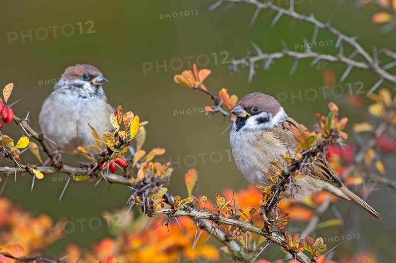 Tree sparrow (Passer montanus) sitting in a barberry bush, Littlewood Ranch, Limbach, Burgenland, Austria