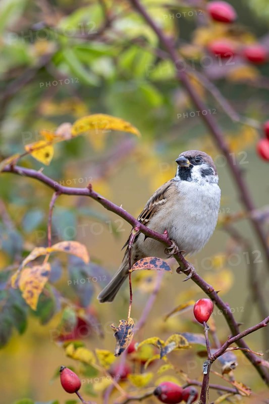 Tree sparrow (Passer montanus) sitting in a wild rose bush, Littlewood Ranch, Limbach, Burgenland, Austria
