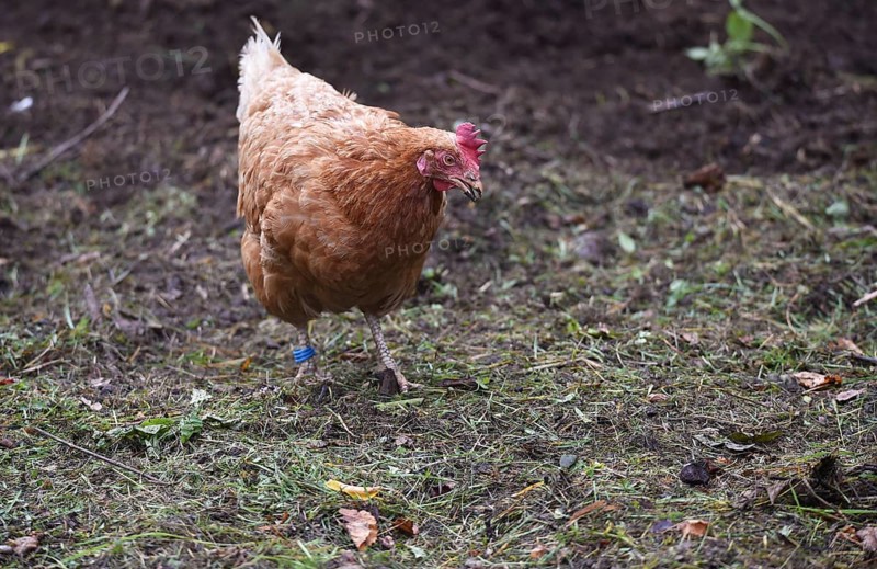 Hen, Gallus gallus domesticus, looking for food in a free-range farm, organic farming, Saxony-Anhalt, Germany