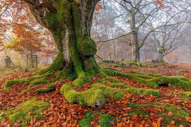 Beech in Hutewald Halloh, Hesse, Germany