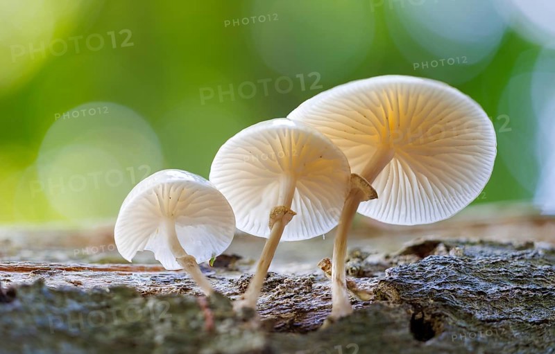 Beech slime (Mucidula mucida), Germany