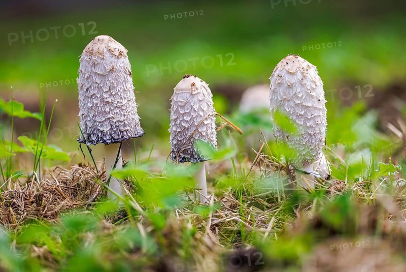 Schopf tintling (Coprinus comatus), Germany