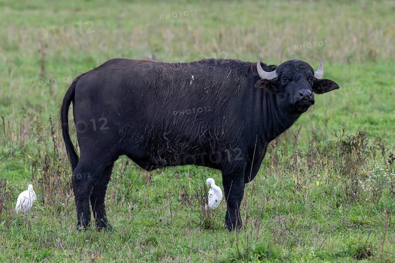 Water buffalo (Bubalus arnee) and cow heron (Ardea ibis, synonym: Bubulcus ibis), Naturquartier Grosswilfersdorf, Grosswilfersdorf, Styria, Austria