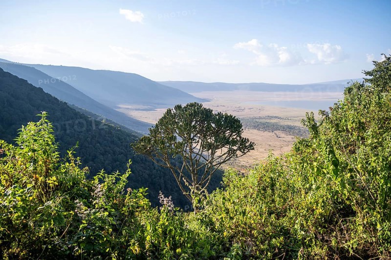 View from the crater rim over Ngorongoro Crater, candelabra tree (Euphorbia candelabrum), in the evening light, Ngorongoro Conservation Area, Tanzania