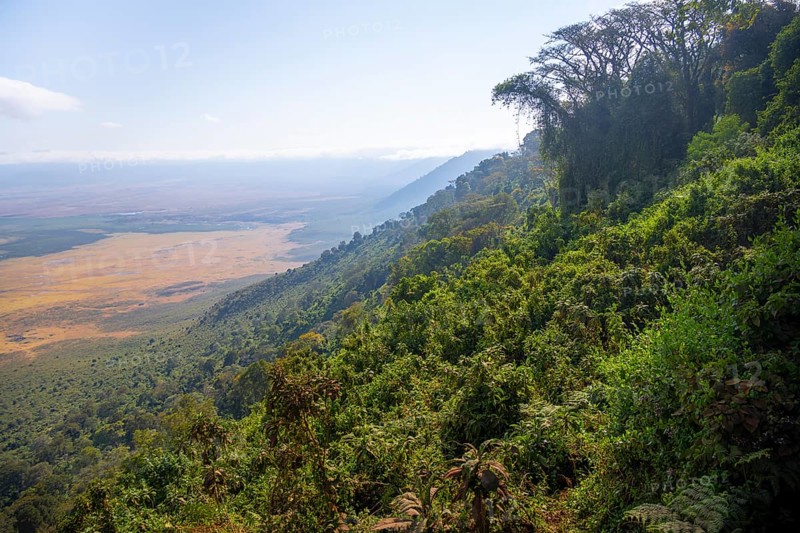 View of Ngorongoro Crater, Crater Viewpoint, Forest and Savanna Landscape, Ngorongoro Conservation Area, Tanzania