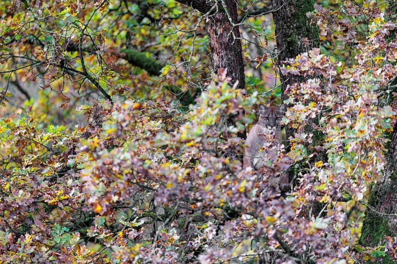 A female cougar (Puma concolor) rests hidden by leaves on a big branch high up in an oak tree. W USA, S Canada, Central and S America