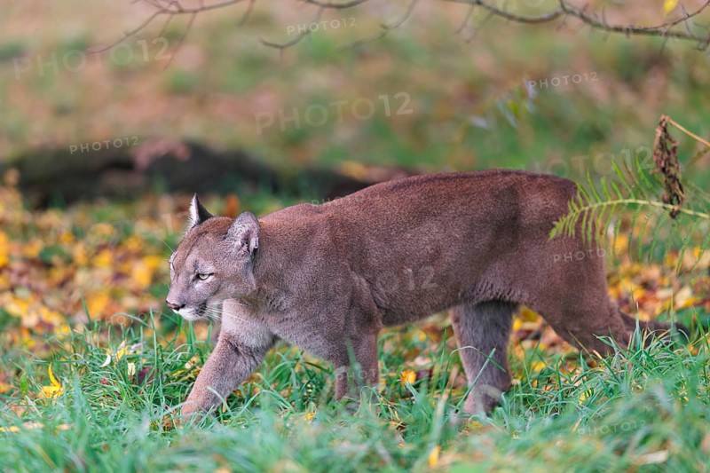 A male cougar (Puma concolor) runs through tall grass in a forest bathed in autumnal colors. W USA, S Canada, Central and South America