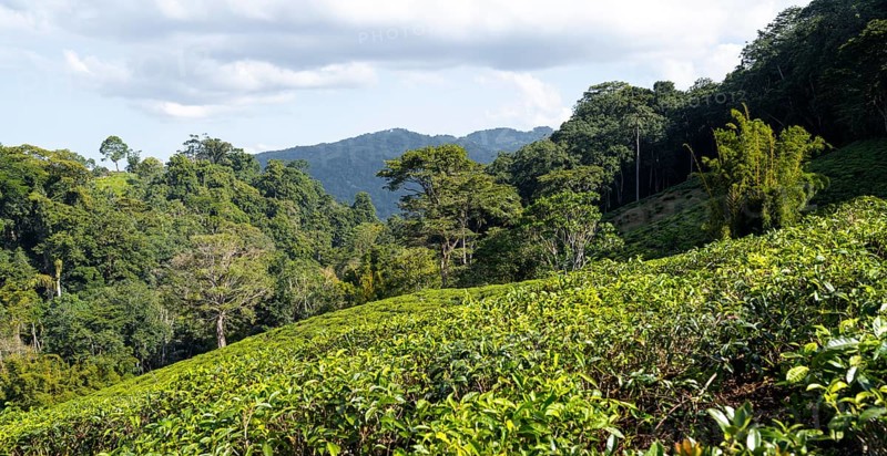 Tea plantation on hills between tropical rainforest, Amani Nature Forest Reserve, Eastern Usambara Mountains, Tanga, Tanzania