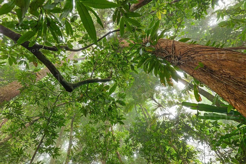 Misty tropical forest with ficus and endemic species on the way to Mount Sorrow in Daintree National Park, Queensland, Australia