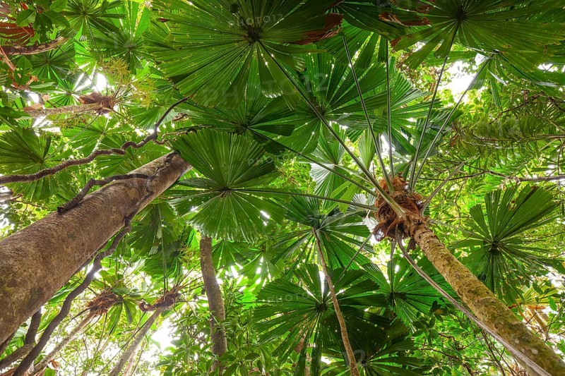 Australian fan palms in sunny rainforest on the way to Mount Sorrow in Daintree National Park Queensland, Australia