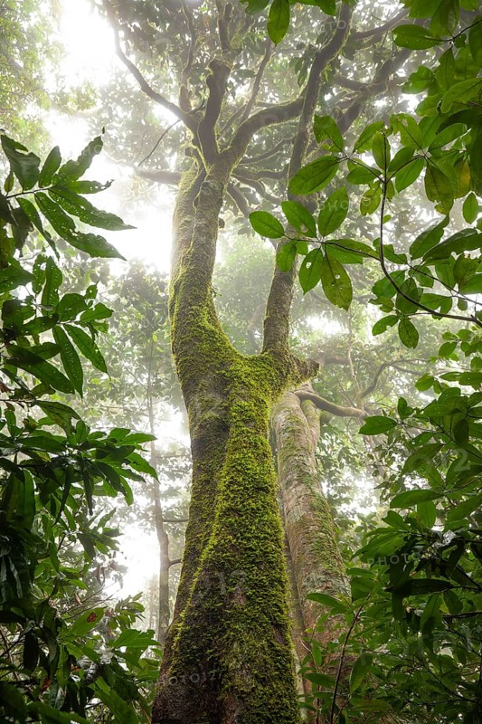 Misty tropical forest with ficus and endemic species on the way to Mount Sorrow in Daintree National Park, Queensland, Australia
