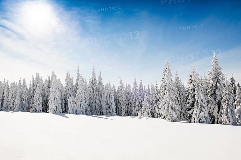 Snow-covered fir trees in sunshine, Stübenwasen, Feldberg, Todtnauberg, Black Forest, Baden-Württemberg, Germany