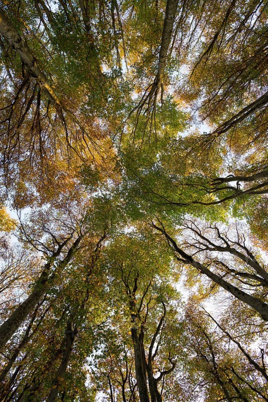 Autumn forest, view of the treetops from below, Schauinsland, Freiburg im Breisgau, Black Forest, Baden-Württemberg, Germany