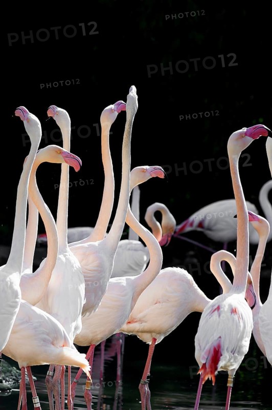Pink flamingos, Phoenicopterus ruber-roseus