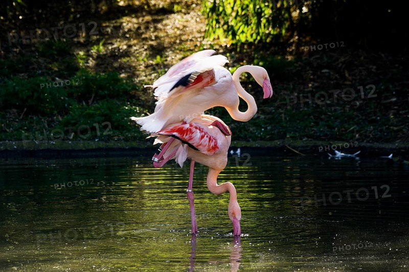 Pink flamingos, Phoenicopterus ruber-roseus, mating