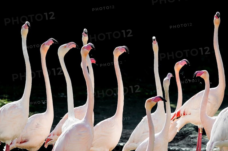 Pink flamingos, Phoenicopterus ruber-roseus